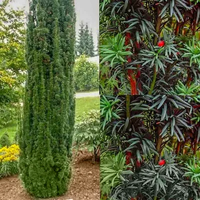 Тис ягодный (Taxus Baccata Fastigiata Robusta) Купить в Симферополе |  Садовый центр Фрея, Крым