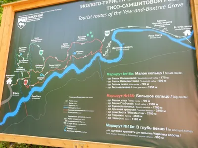 Тисо-самшитовая роща Сочи - Путеводитель 2024