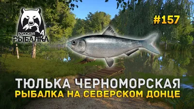 Тюлька см: цена 1 грн - купить Морепродукты и рыба на ИЗИ | Николаев