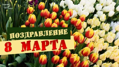 Тюльпаны на 8 марта - открытка - RozaBox.com