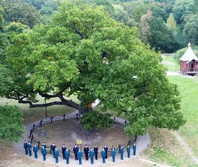 ТЮЛЬПАНОВОЕ ДЕРЕВО в Лазаревском, Сочи, Россия.