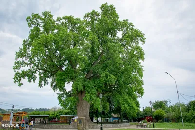 Тюльпановое дерево