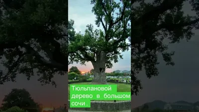 Как спасают самое большое в России тюльпановое дерево - Новости РГО