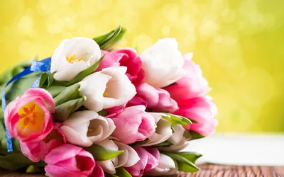 Официальный портал Забайкальского края | Забайкальский ботанический сад  принимает заявки на тюльпаны к 8 Марта