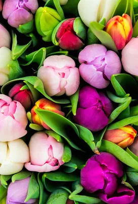 Image International Women's Day Tulips flower Many Holidays