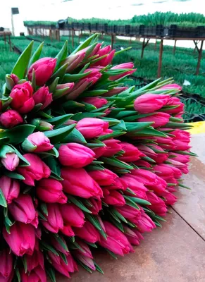 Тюльпан темно-розовый | купить недорого тюльпаны в розницу | доставка по  Москве и области