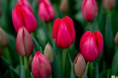 Скачать обои цветы, букет, тюльпаны, 8 марта, раздел цветы в разрешении  1280x800