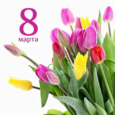 Тюльпаны в Тюмени к 8 марта
