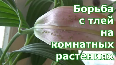 Вредители комнатных растений. Борьба с вредителями