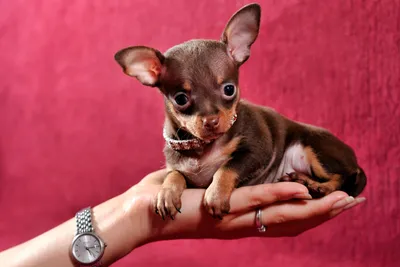 Той терьер | Miniature pinscher dog, Baby animals super cute, Cute dogs