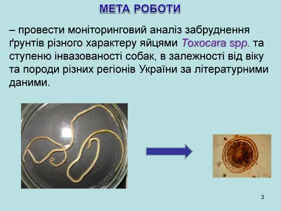 Токсокароз собак - ветеринарная и медицинская проблема. Мазанный А.В. | |  КП Центр обращения с животными | Приют для животных, ветклиника, гостиница  для животных, дрессировка собак, кремация и кладбище для животных в Харькове