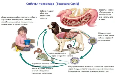 Как лечить токсокароз у собак?