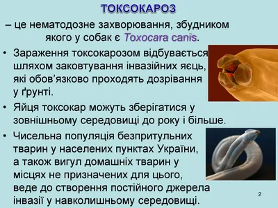 Токсокароз собак - ветеринарная и медицинская проблема. Мазанный А.В. | |  КП Центр обращения с животными | Приют для животных, ветклиника, гостиница  для животных, дрессировка собак, кремация и кладбище для животных в Харькове