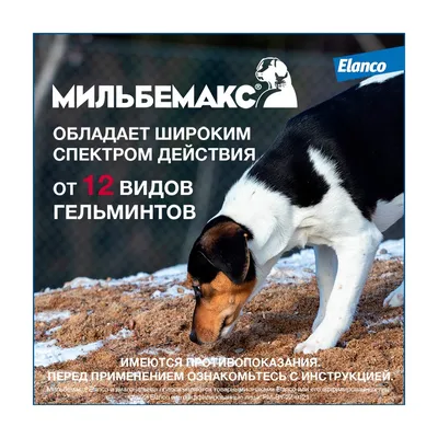 Токсокароз в практике детского врача – тема научной статьи по клинической  медицине читайте бесплатно текст научно-исследовательской работы в  электронной библиотеке КиберЛенинка