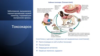 Купить Антигельминтик для собак и щенков ELANCO Мильбемакс (0,5-5кг), 2  таблетки в Бетховен