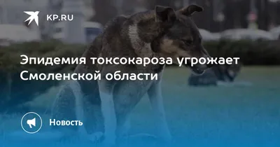 особенности эПидеМиологии и клинического течения токсокароза в совр