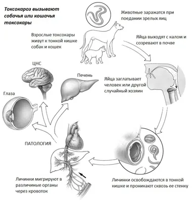 Что такое токсокароз, и чем опасно это заболевание? - \"Друг\"