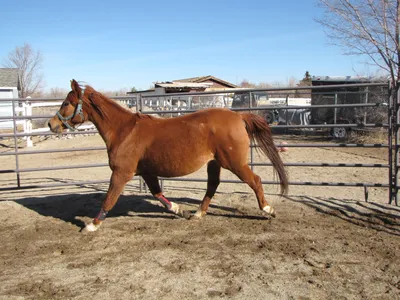 Толстая лошадь фото