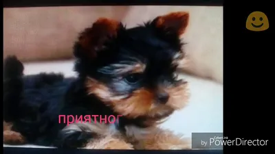 Картинка толстой лошади на конюшне