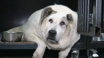 Пропала крупная толстая собака в Московской области | Pet911.ru