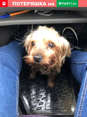 Пропала крупная толстая собака в Московской области | Pet911.ru