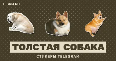 Найдена толстая собака на улице Декабристов! | Pet911.ru