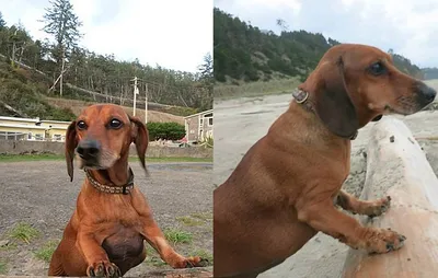 Моя собака толстая, потому что я её люблю!\" | 🐾DOG WORLD🐾 | Дзен