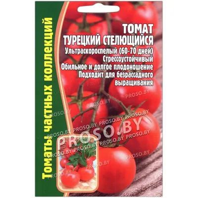 Томат Голубой комнатный томат (Blaue Zimmertomate) - Семена Томатов