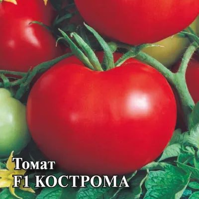 Томат Кострома 25шт • Совместные покупки SuperPuper