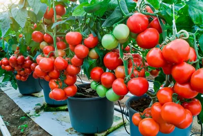 Вырастила эти 3 кистевых томата в 2021 г и оцениваю сколько завязали плодов  | Фильм продолжается | Дзен