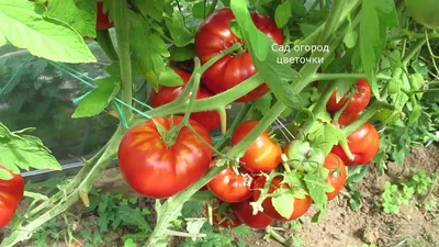 Лучшие сорта томатов для условий Подмосковья, Сибири и Урала - урожай будет  всегда! | Фазенда🌱 | Дзен