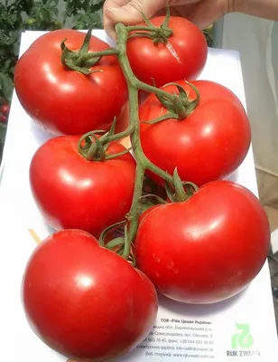 Обзор урожайных сортов помидоров Кострома и Надежда в первой декаде августа  - YouTube