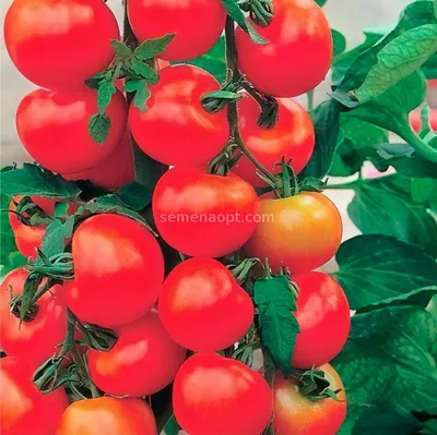 Костромичка вырастила урожай помидоров зимой | ГТРК «Кострома»