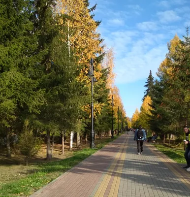 Томск в золотых тонах: посмотрите, как осень украсила улицы города яркими  красками - vtomske.ru
