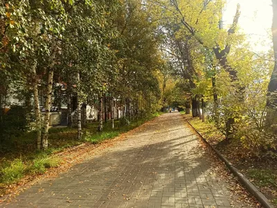 Томск в золотых тонах: посмотрите, как осень украсила улицы города яркими  красками - vtomske.ru