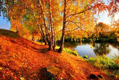 Красочная осень в лесу сибири. томск | Премиум Фото