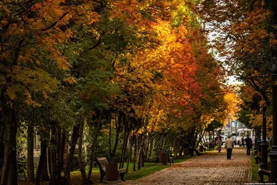 ТОМСК, РОССИЯ - 25 сентября 2019 г.: Панорама осенний пейзаж города  Ленин-авеню с желтыми листьями Редакционное Фото - изображение  насчитывающей сентябрь, фото: 161602861