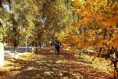Осенний парк | Country roads, Road, Sidewalk