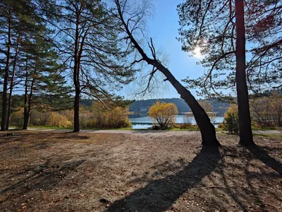 Падающие осенние листья с рекой на фоне. томск. сибирь | Премиум Фото