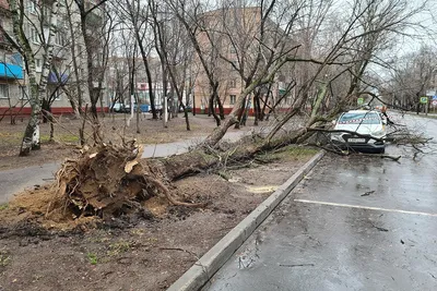 Ураган в Москве. Фото и видео — Meduza