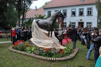 Фото Тракененской лошади на белом фоне