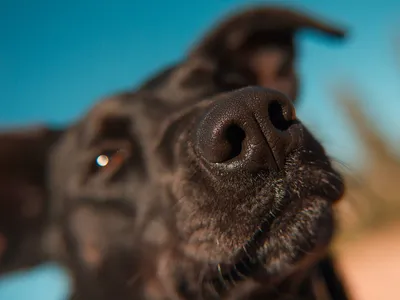 Перелом у собаки 🐶 симптомы и лечение переломов таза, ног, позвоночника,  бедра