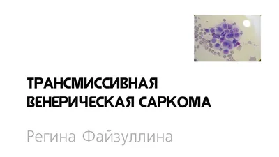 Дентальная имплантация у собак - ветеринарные статьи специалистов клиники  «Джунгли»