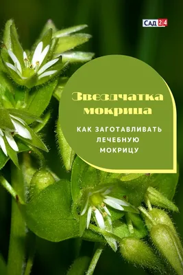 Как бороться с мокрицей, осотом, хмелем на огороде: чем вывести сорняки на  даче июль-август 2022 года - 23 июля 2022 - НГС.ру