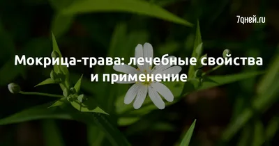 Мокрица — не просто сорняк, а целитель и кулинарный изыск! | Мокрица, Трава,  Зелень