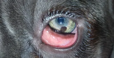 Язвы роговицы у кошек и собак/Corneal ulcer in cats and dogs