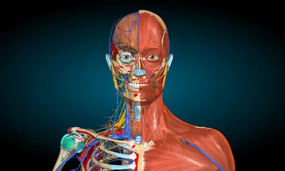 Anatomy Learning – 3D Anatomy Atlas. Explore Human Body in Real Time. By  Dr. R. Blanco Salado