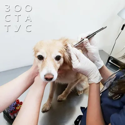 https://petstory.ru/knowledge/dogs/dog-health/dog-prevention/mikrosporiya-u-sobak-foto-lechenie-simptomy/