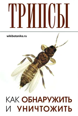Трипсы на комнатных растениях: особенности и виды, как бороться, фото  триопсов
