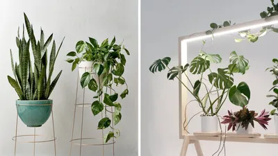 Редкие Тропические Philodendron Melanochrysum Комнатные Растения — стоковые  фотографии и другие картинки Ароидные - iStock